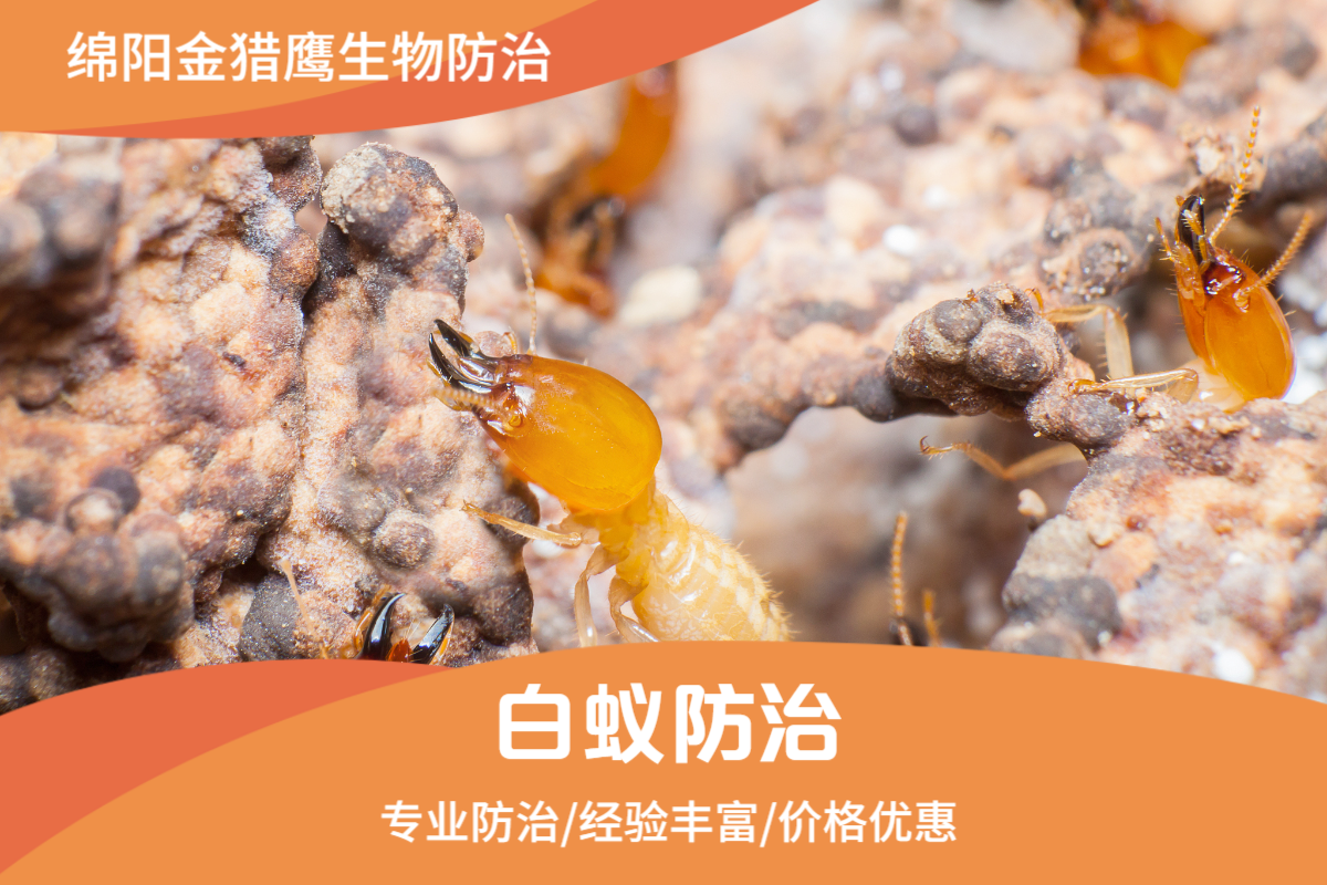 白蚁防治