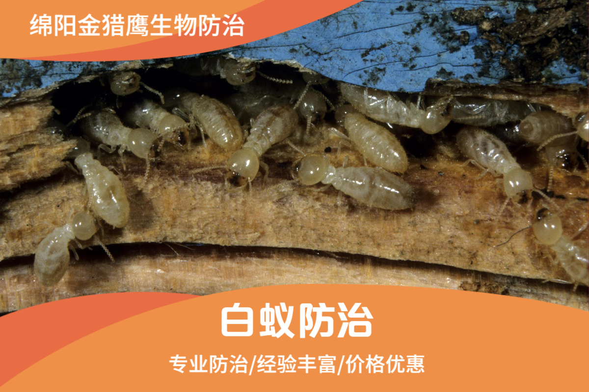 白蚁防治