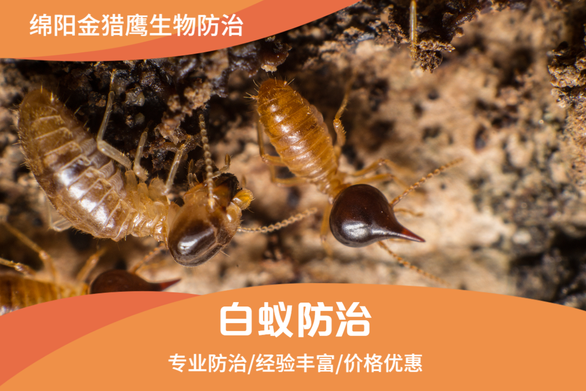 白蚁防治