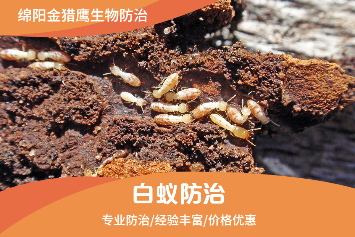 白蚁防治