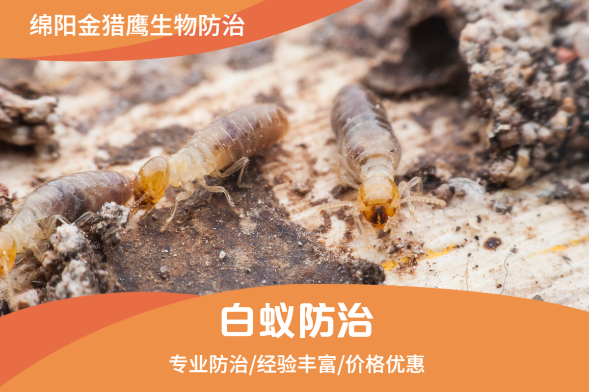 白蚁防治