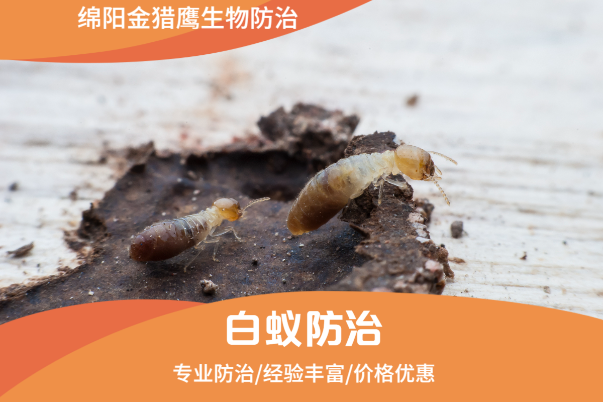 白蚁防治