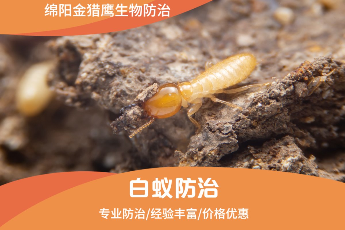 白蚁防治