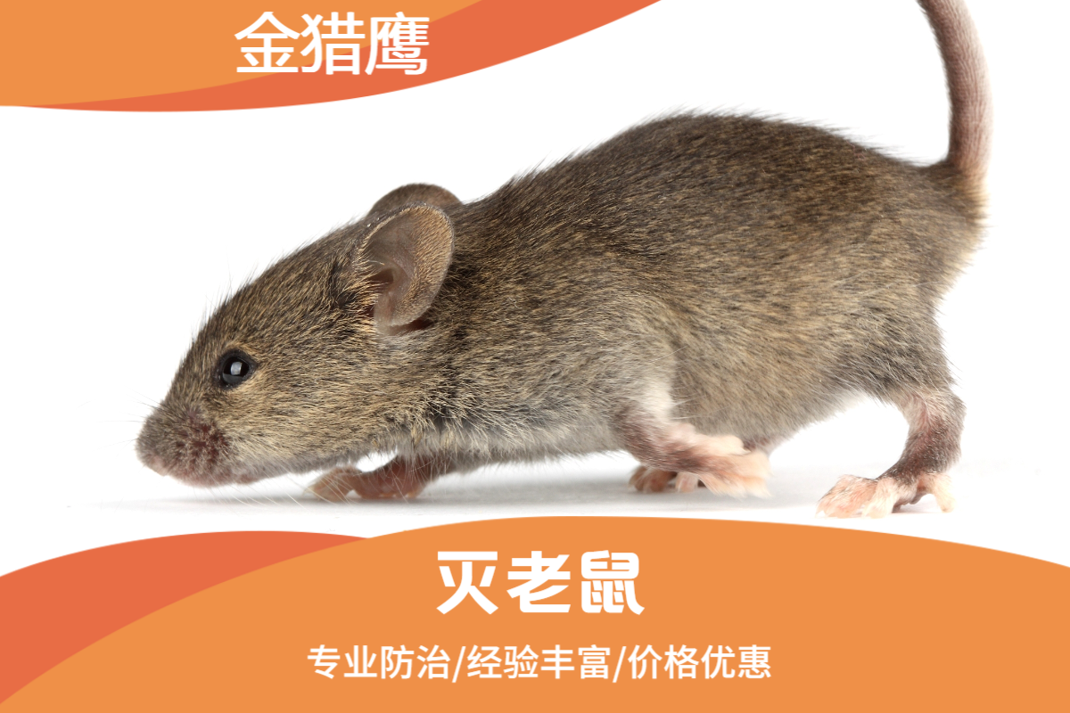 灭老鼠