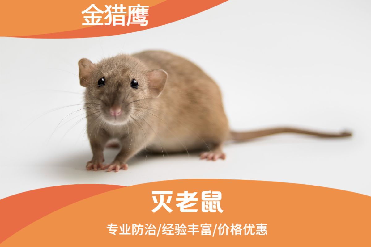 灭老鼠