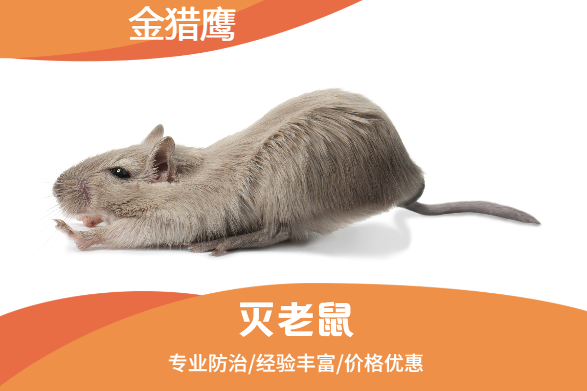灭老鼠