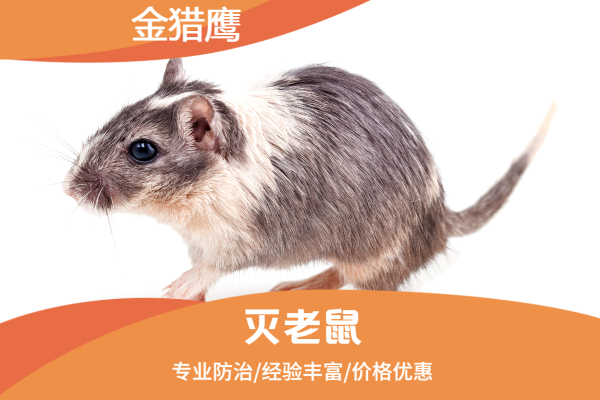 灭老鼠