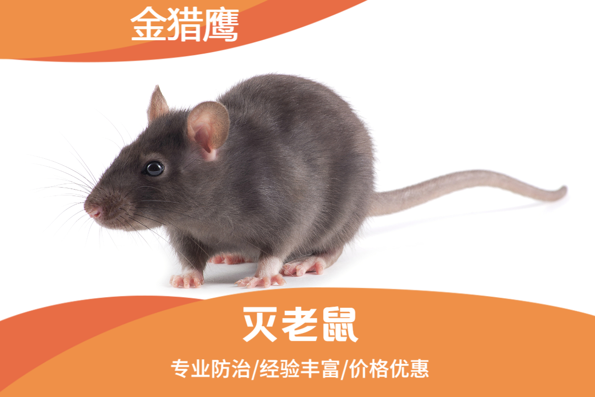 灭老鼠