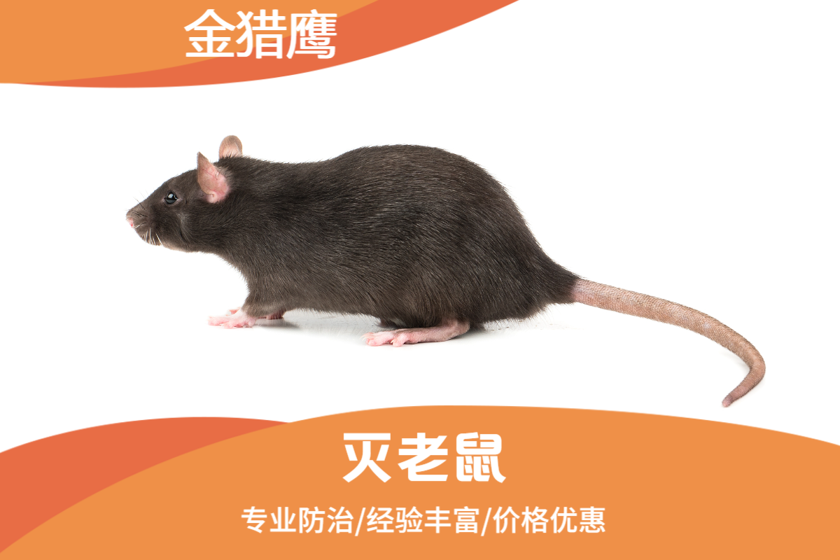 灭老鼠
