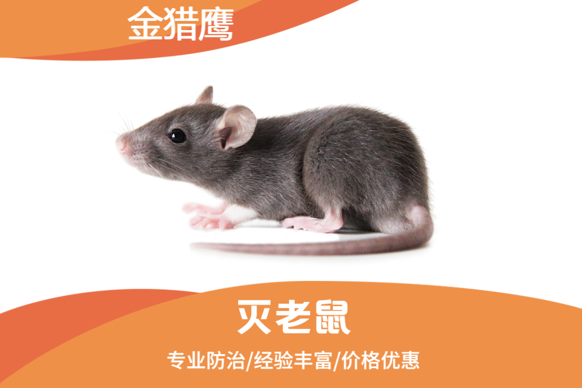 灭老鼠