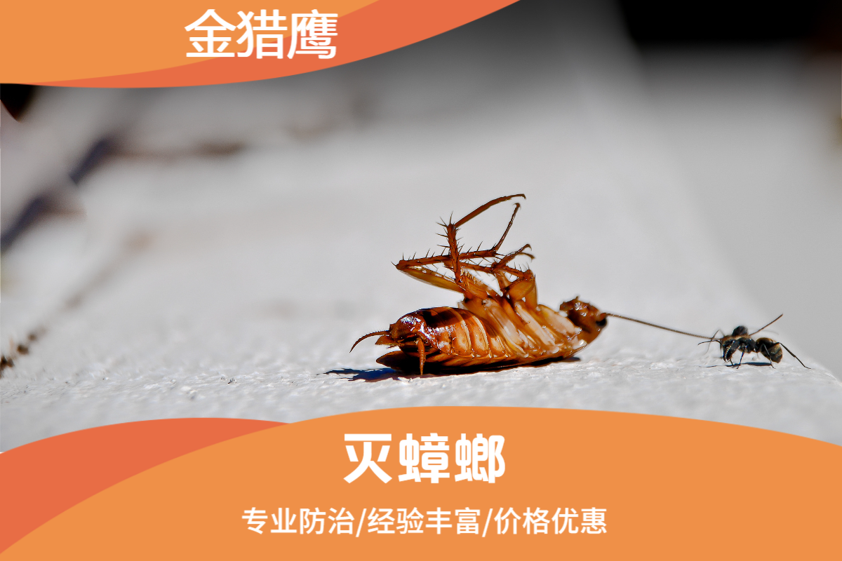 灭蟑螂