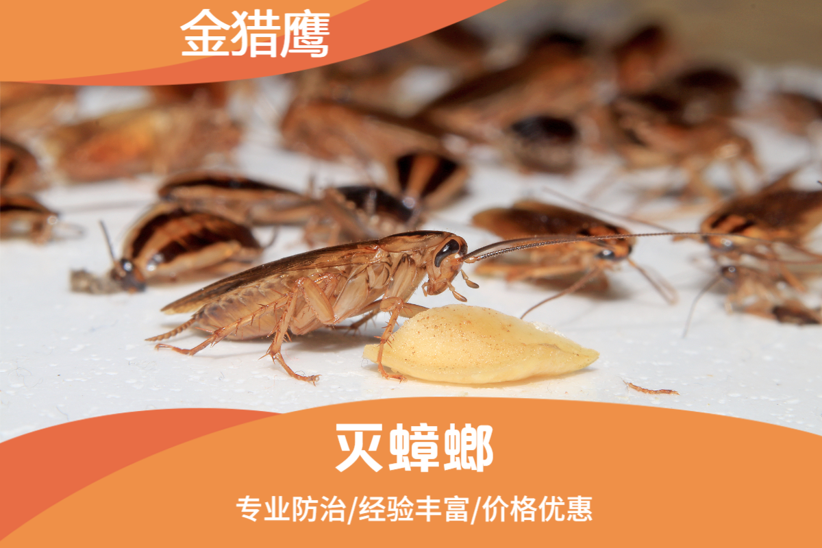灭蟑螂