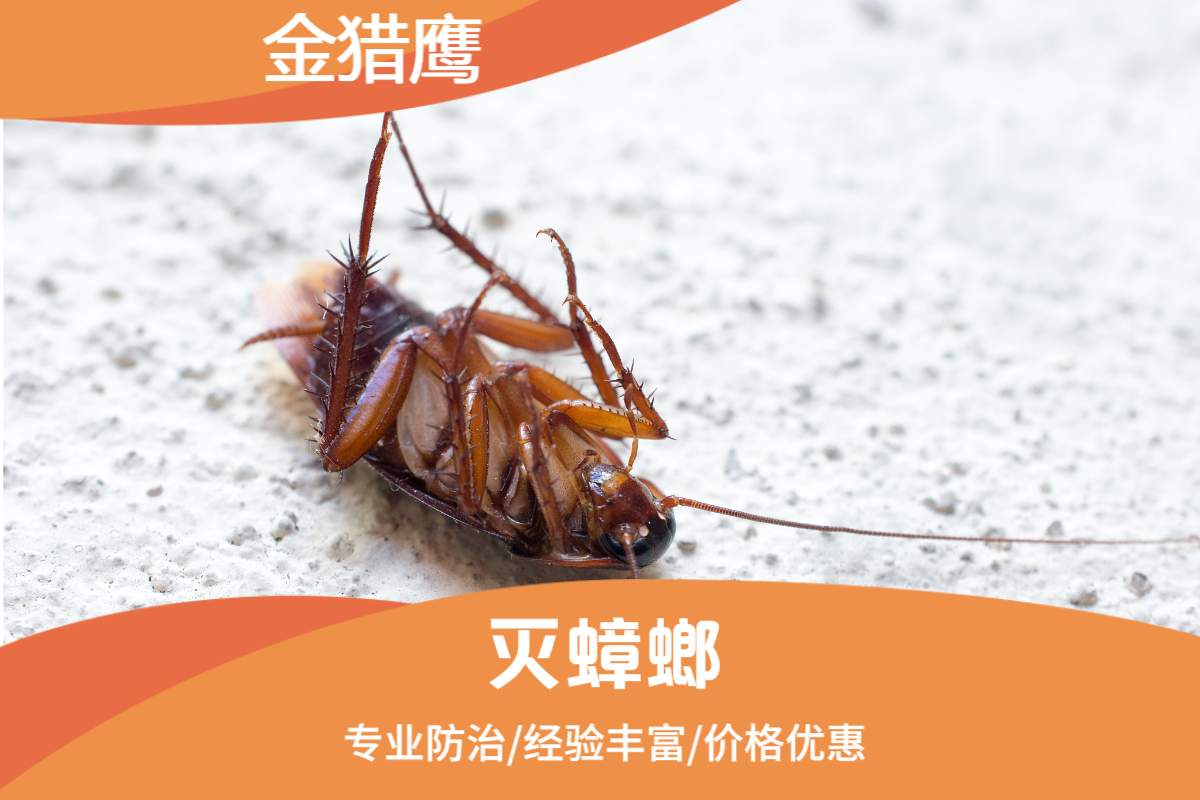 灭蟑螂