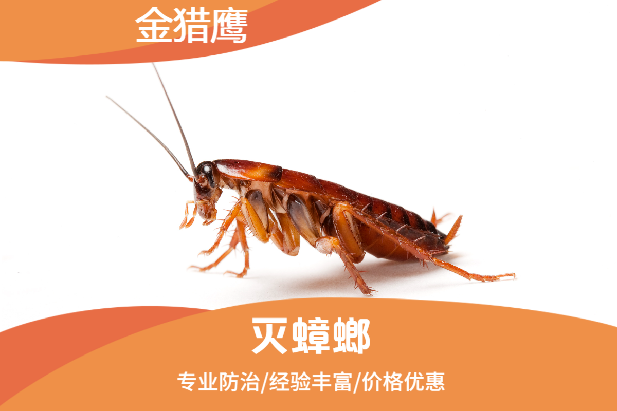 灭蟑螂