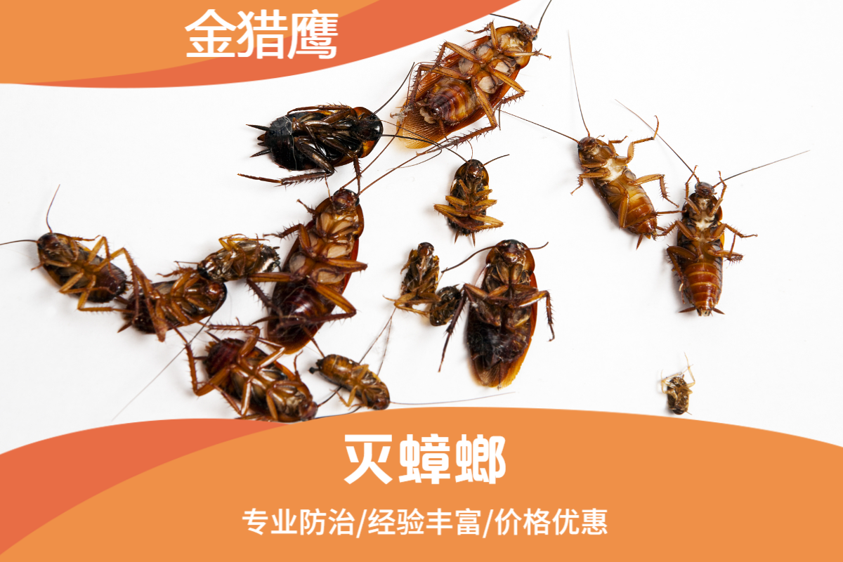 灭蟑螂