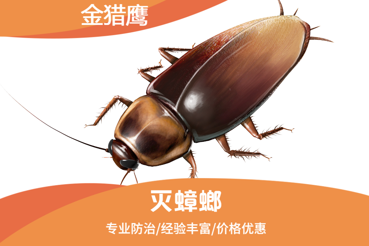 灭蟑螂