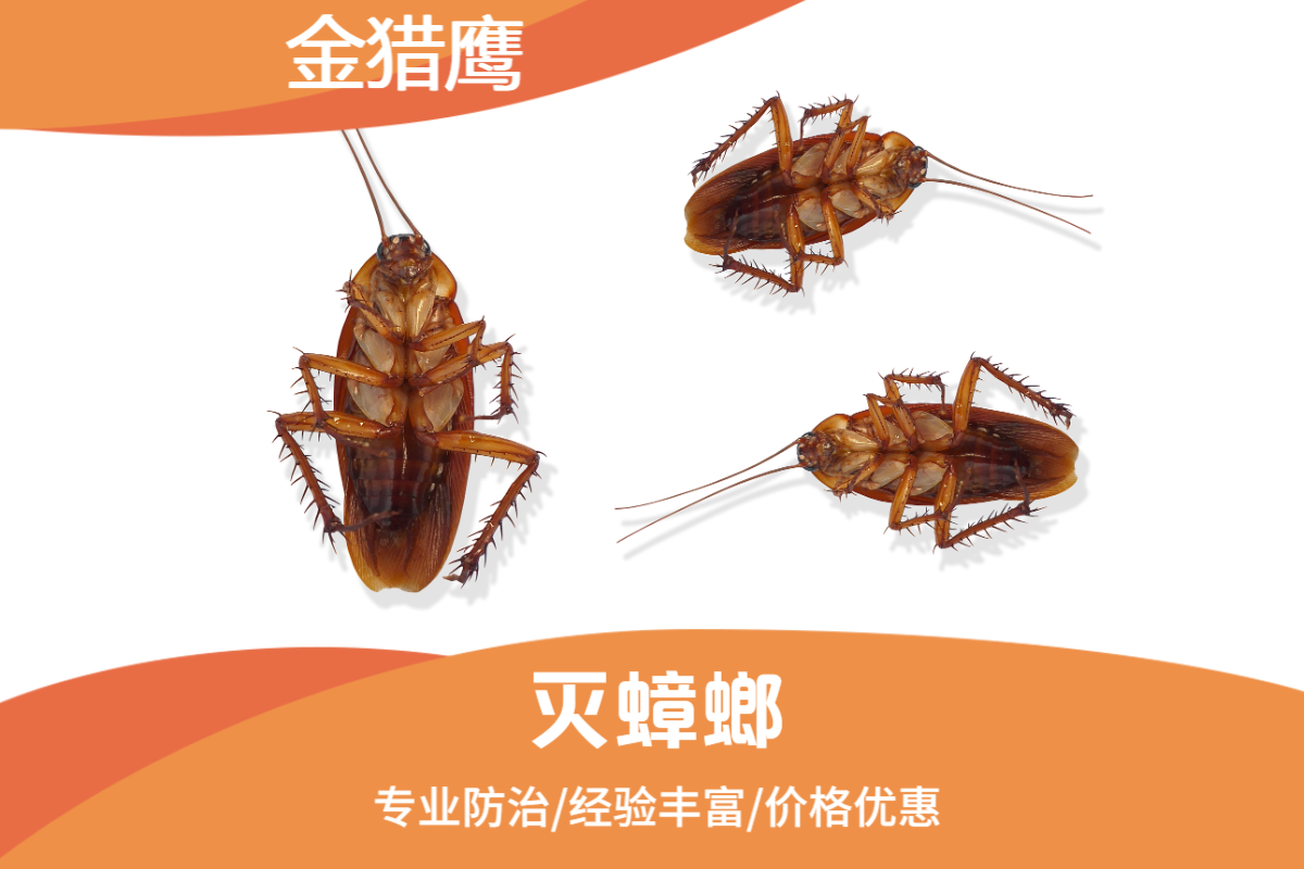 灭蟑螂