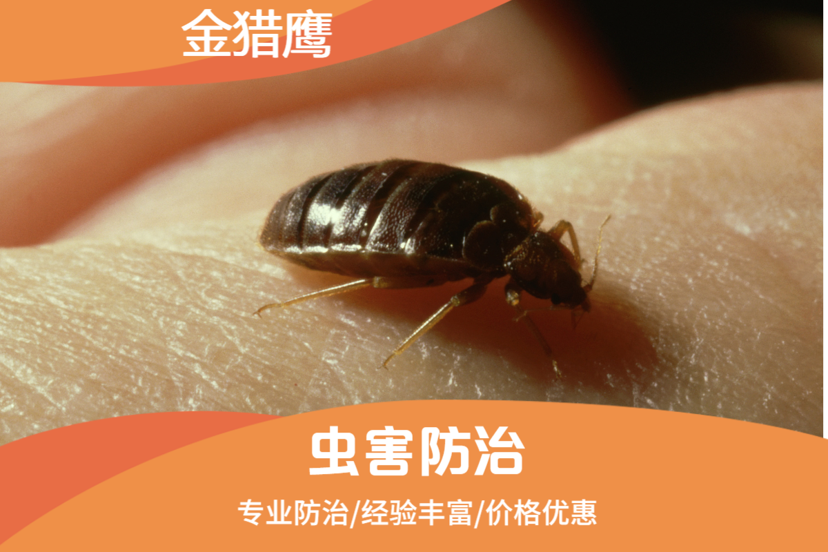 灭臭虫