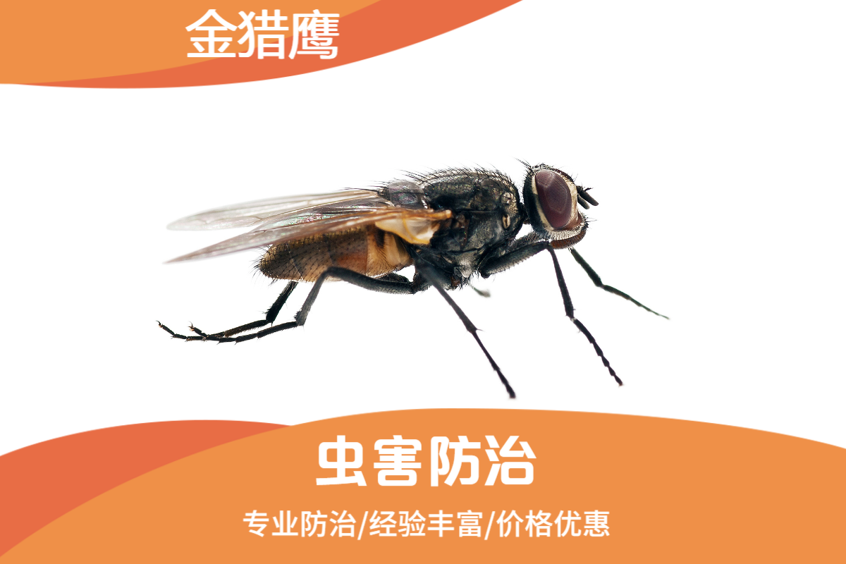 灭苍蝇