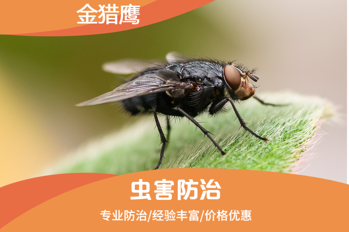 灭苍蝇