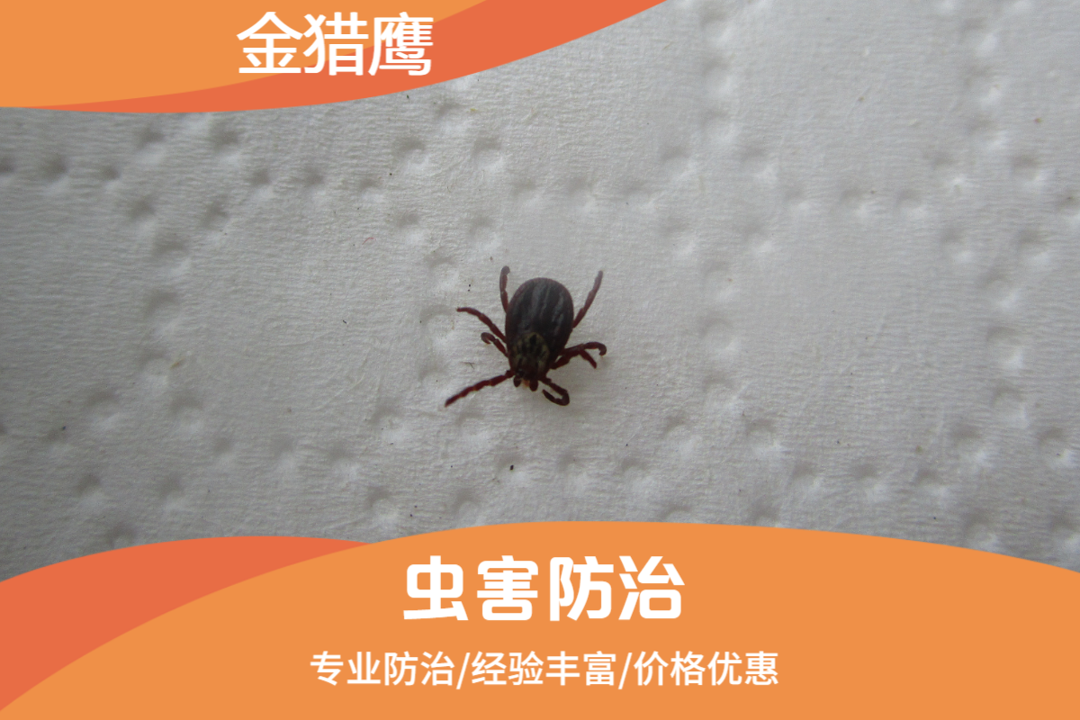 灭跳蚤