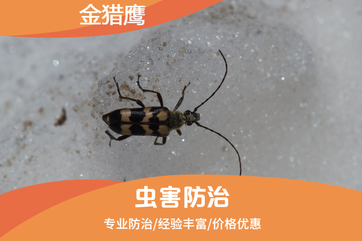 虫害防治